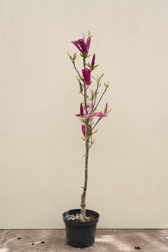 Jonge Beverboom | Magnolia 'Susan'