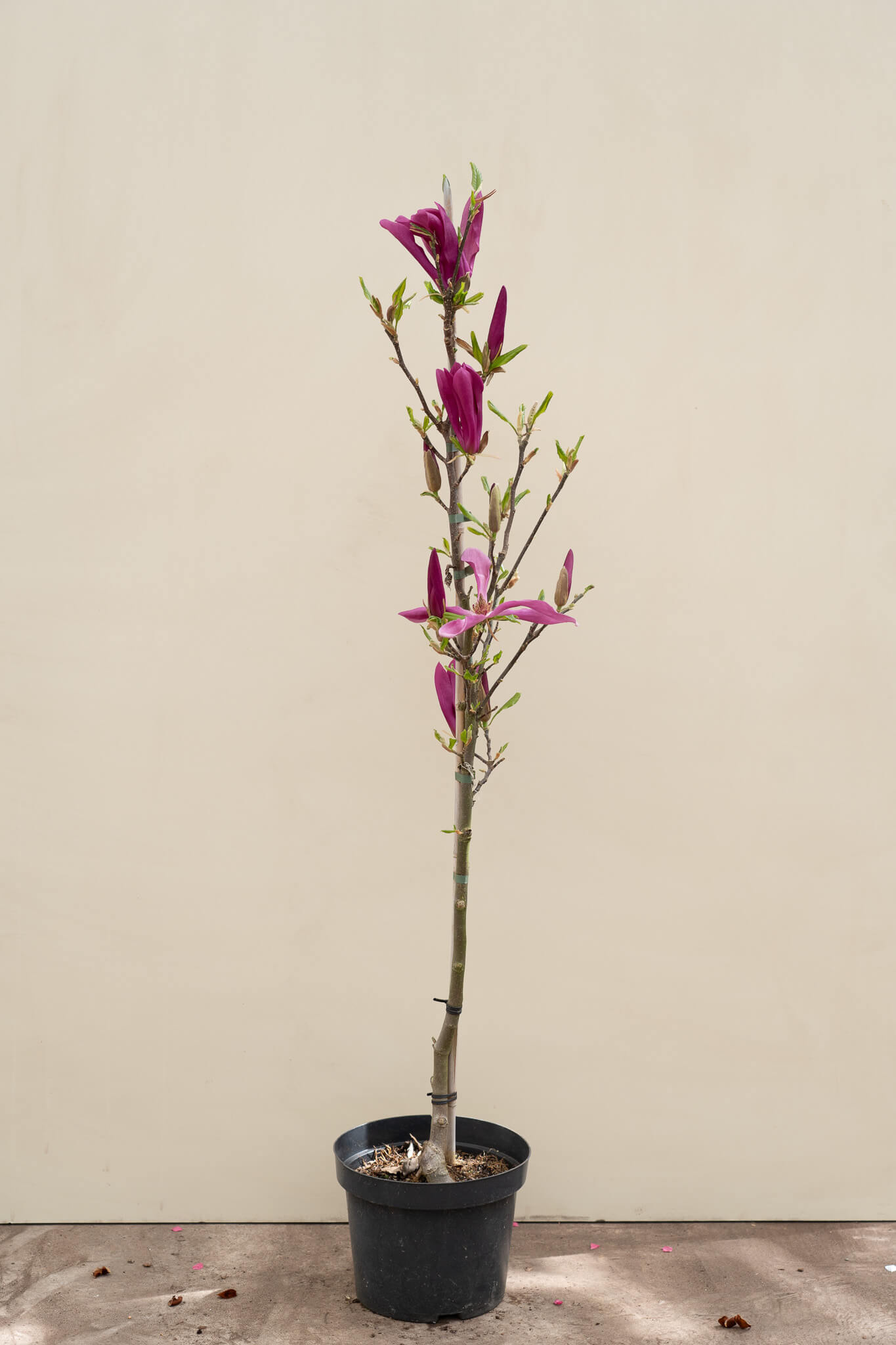 https://cdn.webshopapp.com/shops/304745/files/476114665/file.jpg