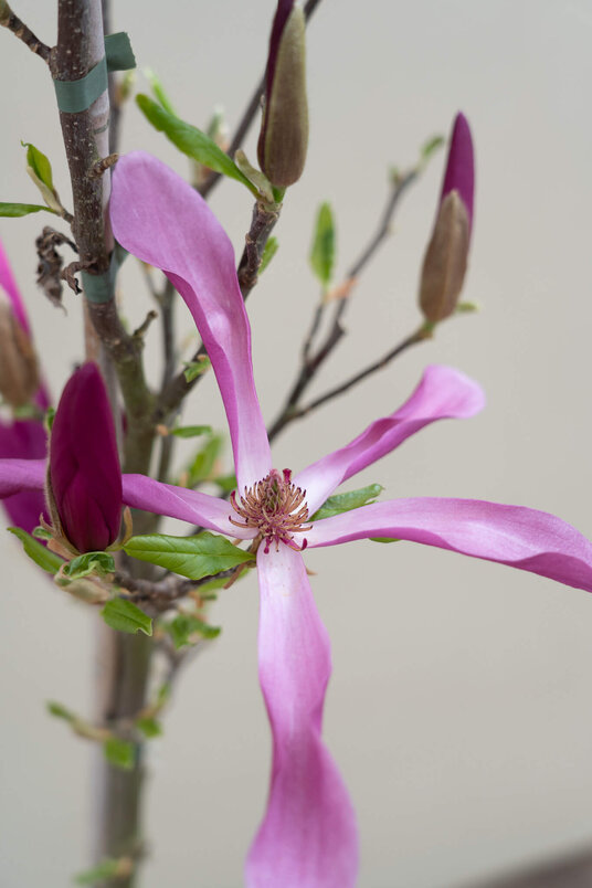 Jonge Beverboom | Magnolia 'Susan'