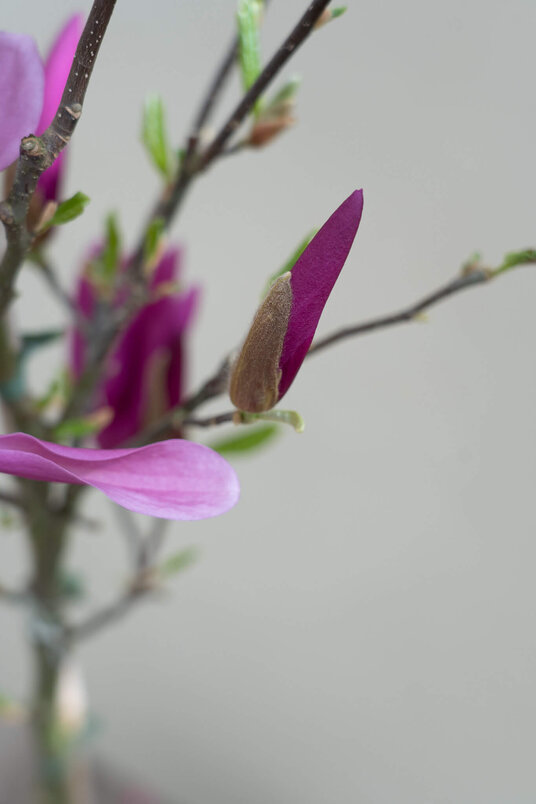 Junger Seestern-Magnolienbaum | Magnolia 'Susan'