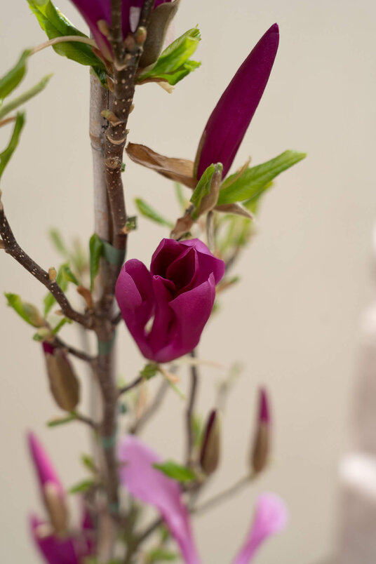 Junger Seestern-Magnolienbaum | Magnolia 'Susan'