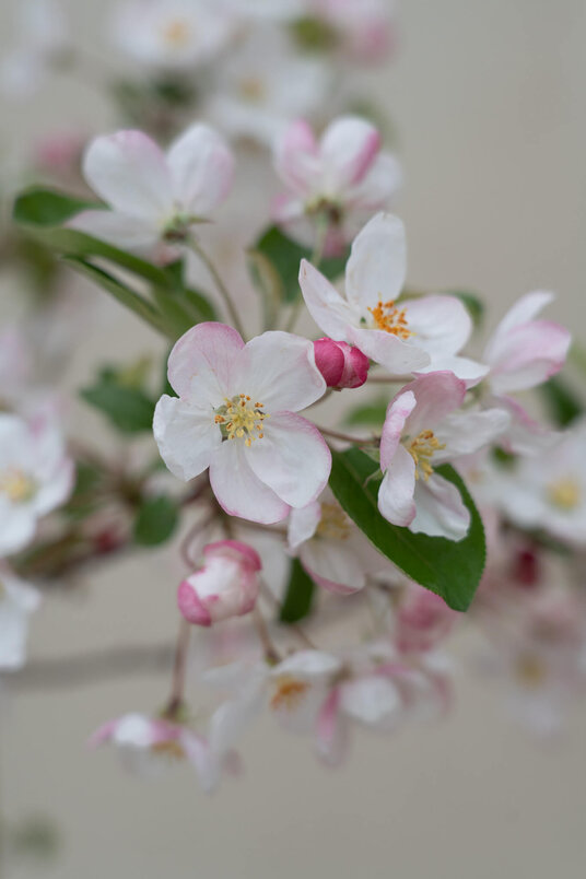 Junger Holzapfelbaum | Malus 'Evereste'