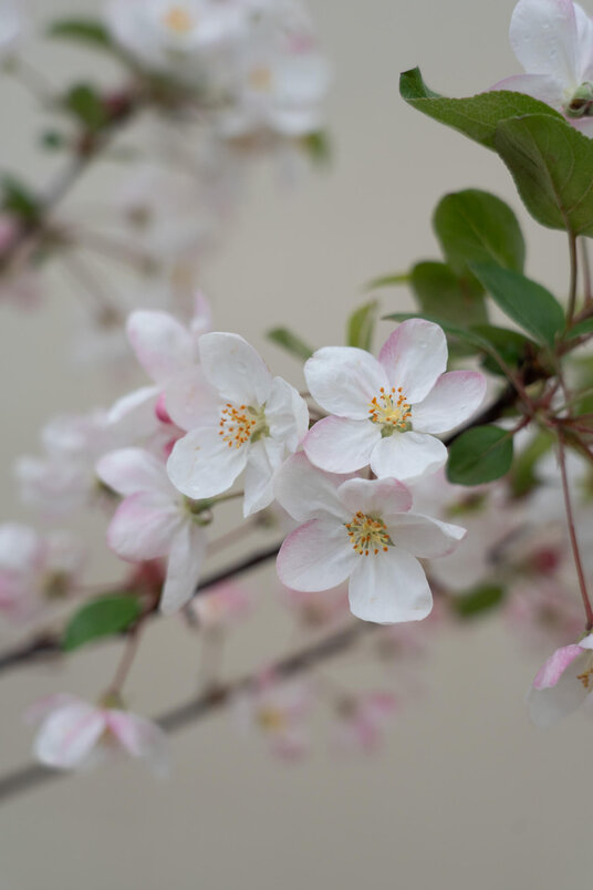 Young ornamental apple tree | Malus 'Evereste'