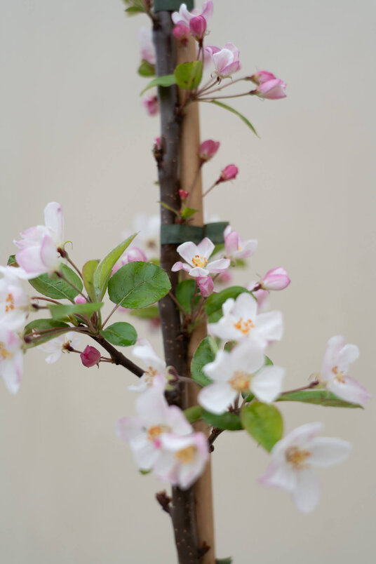 Jonge sierappelboom | Malus 'Evereste'