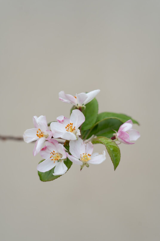 Young ornamental apple tree | Malus 'Evereste'