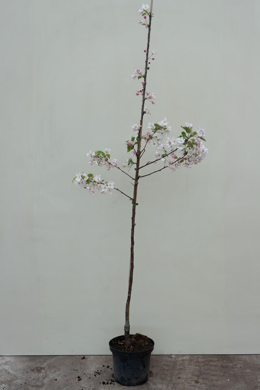 Junge Zierapfelbaum | Malus 'Red Sentinel'