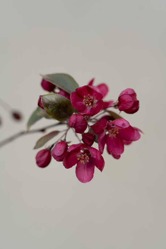 Young Ornamental Apple Tree | Malus 'Indian Magic'