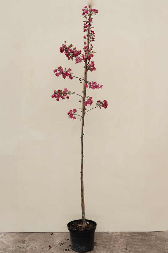 Junger Zierapfelbaum | Malus 'Indian Magic'