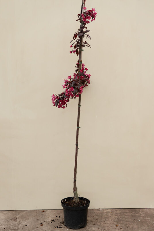 Young Ornamental Apple Tree | Malus 'Paul Hauber'