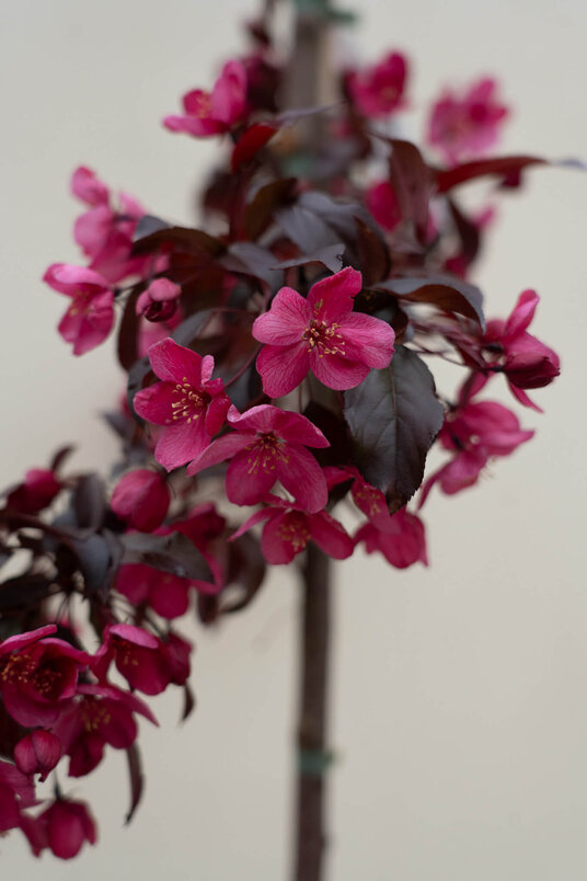 Young Ornamental Apple Tree | Malus 'Paul Hauber'