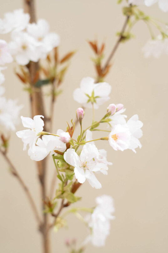 Junger Säulenförmiger Japanischer Zierkirschbaum | Prunus serrulata 'Amanogawa'