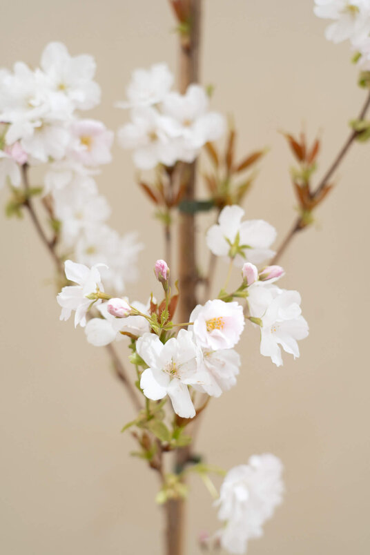 Junger Säulenförmiger Japanischer Zierkirschbaum | Prunus serrulata 'Amanogawa'