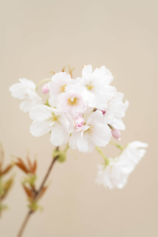 Junger Säulenförmiger Japanischer Zierkirschbaum | Prunus serrulata 'Amanogawa'