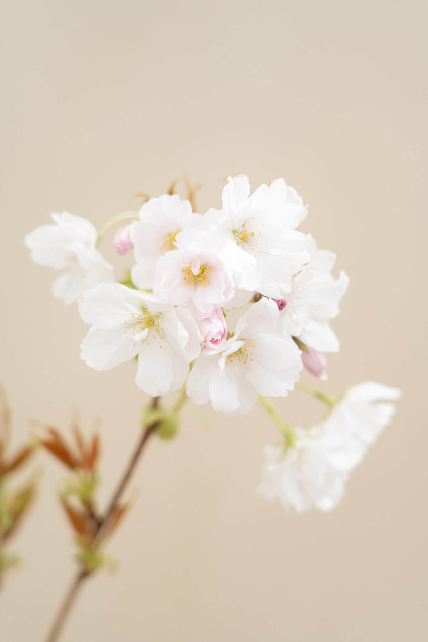 https://cdn.webshopapp.com/shops/304745/files/476114777/file.jpg