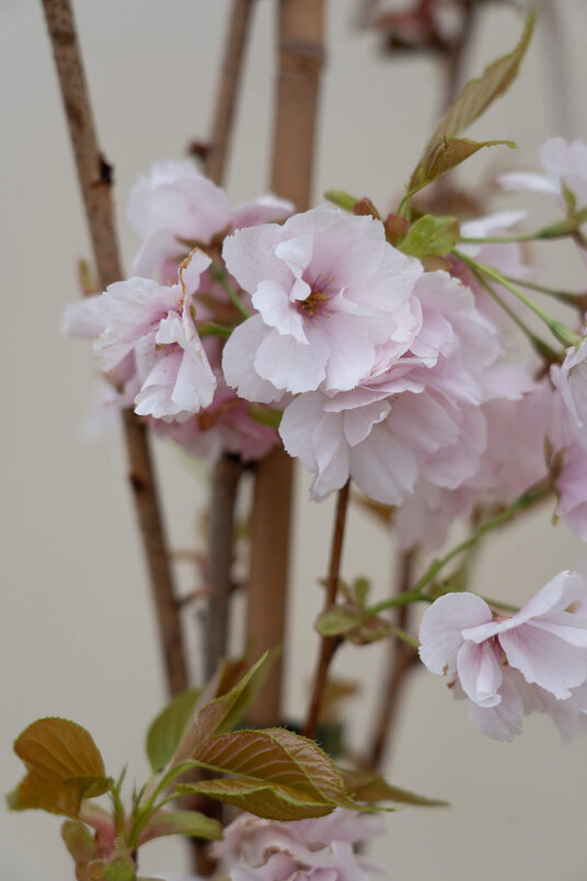 Junger Säulenförmiger Japanischer Zierkirschbaum | Prunus serrulata 'Amanogawa'