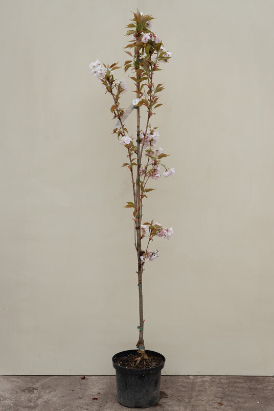 Jonge Zuilvormige Japanse sierkers boom | Prunus serrulata 'Amanogawa'