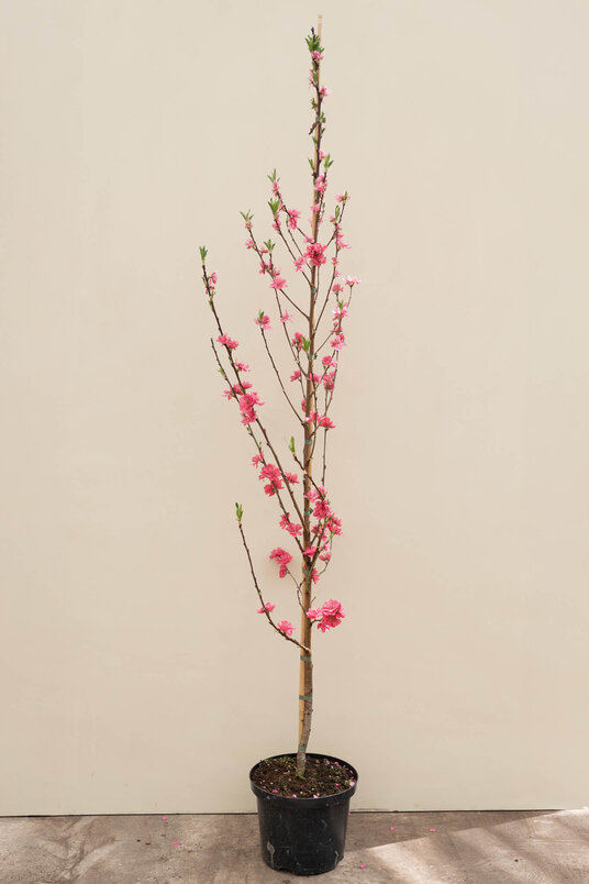 Jonge Zuilvormige Perzikboom | Prunus persica 'Terute-Beni