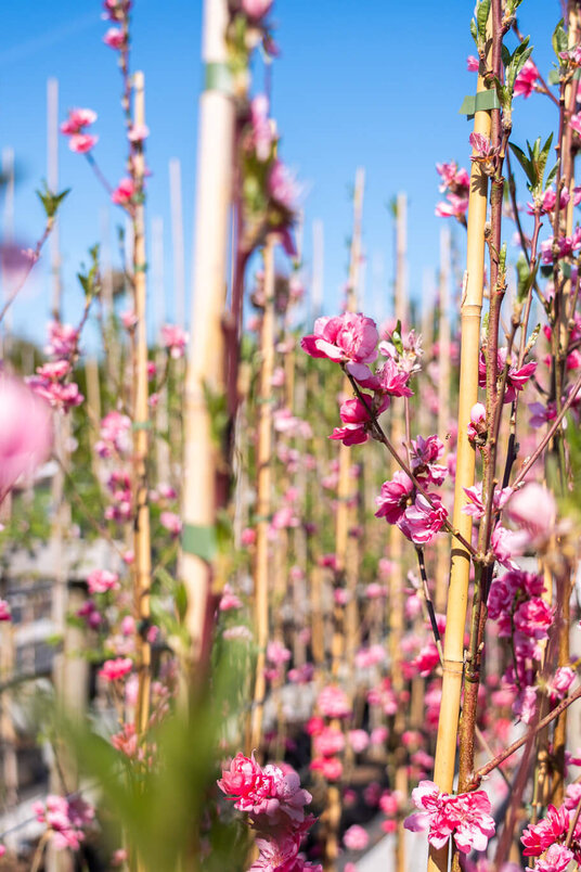 Young Columnar Peach Tree | Prunus persica 'Terute-Beni