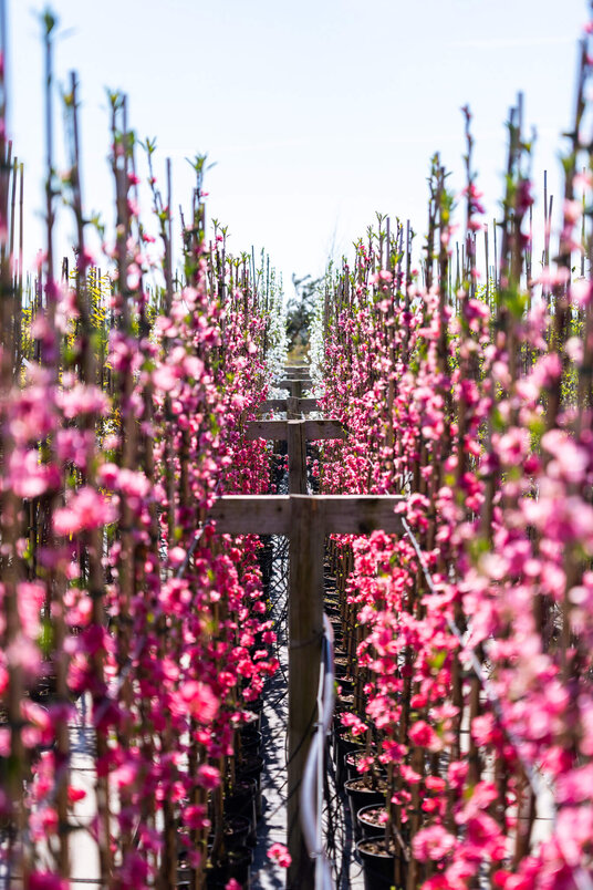Young Columnar Peach Tree | Prunus persica 'Terute-Beni