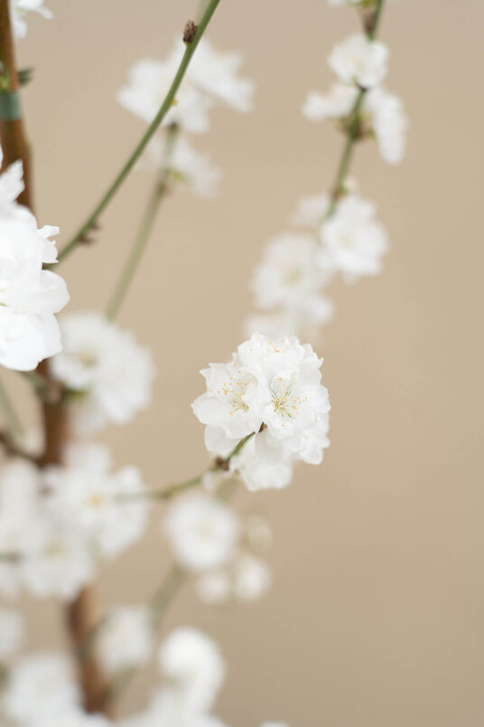 Junger Säulenpfirsichbaum | Prunus persica 'Terute-Shiro