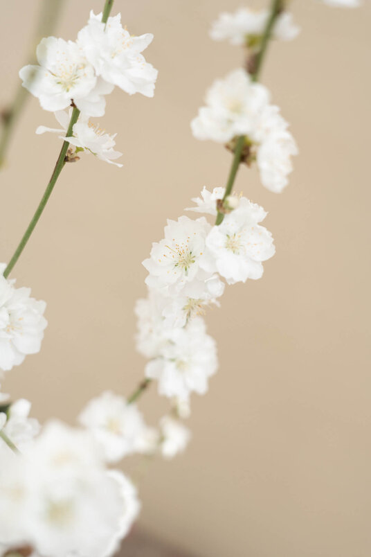 Junger Säulenpfirsichbaum | Prunus persica 'Terute-Shiro