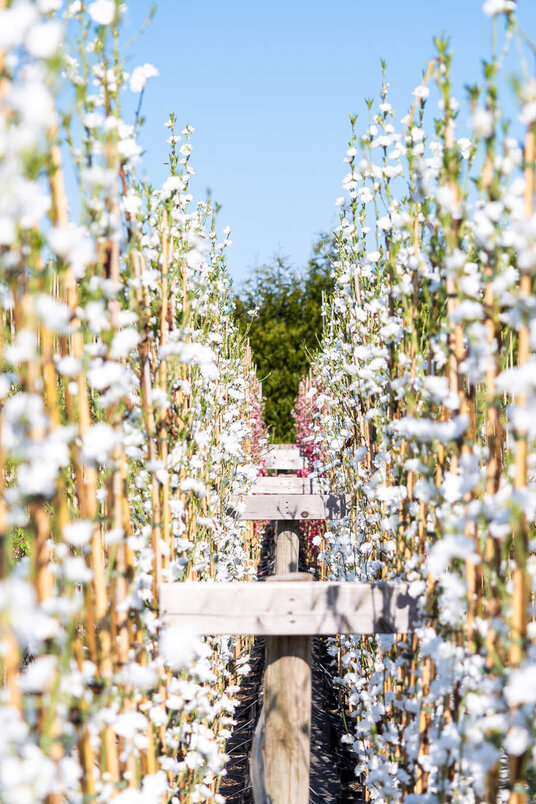 Jonge Zuilvormige Perzikboom | Prunus persica 'Terute-Shiro'