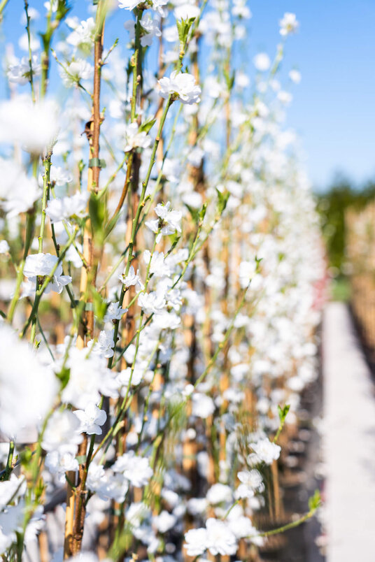 Junger Säulenpfirsichbaum | Prunus persica 'Terute-Shiro
