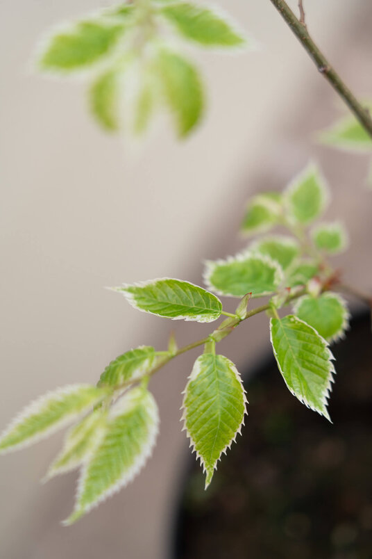 Junge Japanische Ulme | Zelkova serrata 'Variegata'