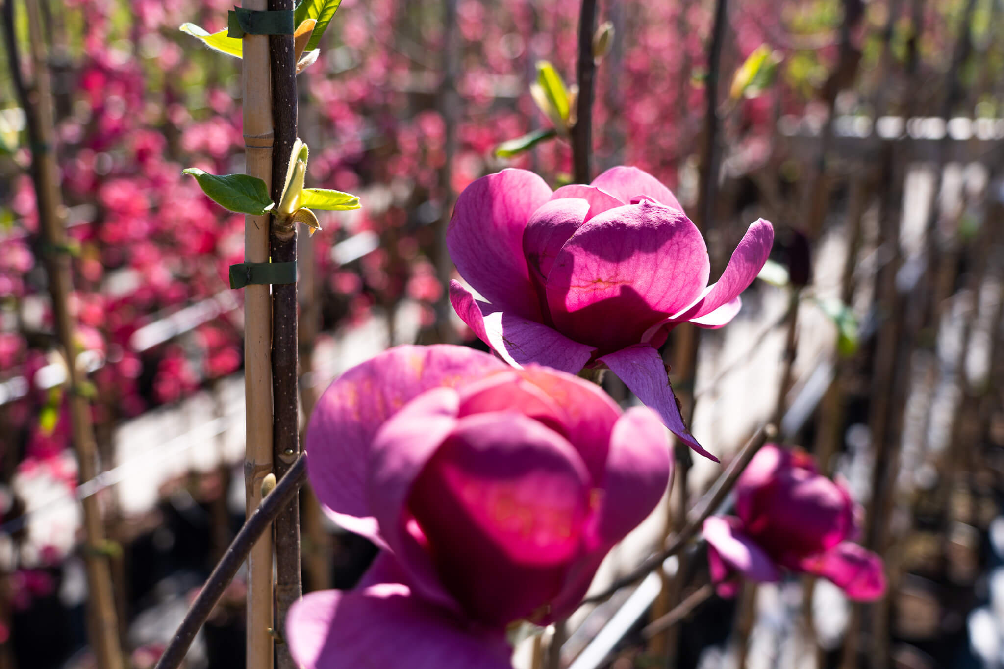 Magnolia | Beverboom