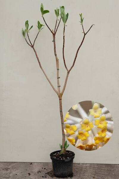 Young Paperbush | Edgeworthia chrysantha
