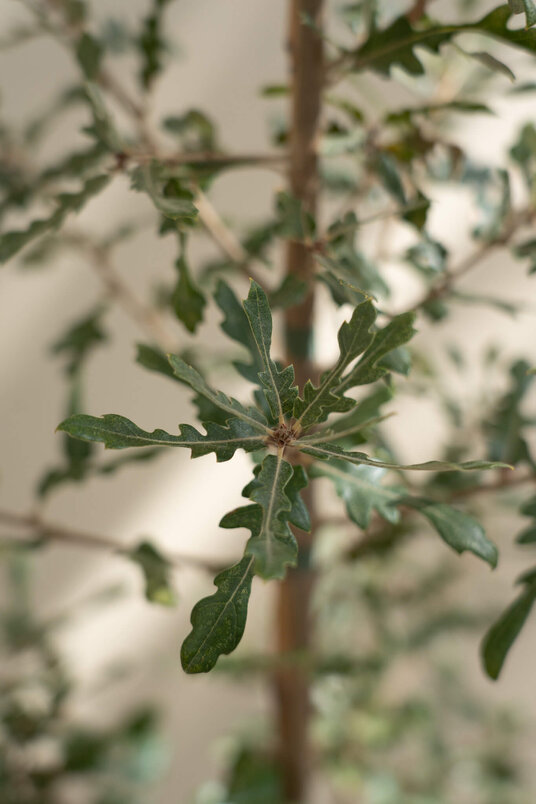 Young Spanish Oak Tree | Quercus hispanica 'Diversifolia'