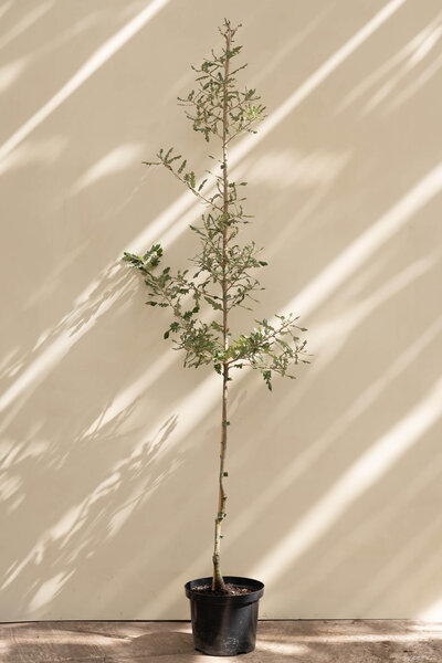 Young Spanish Oak Tree | Quercus hispanica 'Diversifolia'