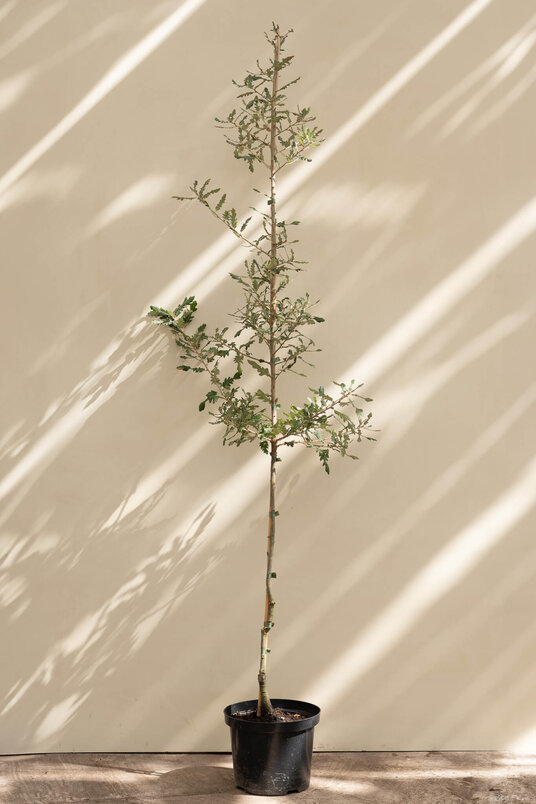 Junger Spanischer Eichenbaum | Quercus hispanica 'Diversifolia'