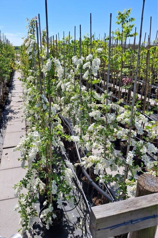 Young Pearl Tree | Exochorda macrantha 'The Bride'