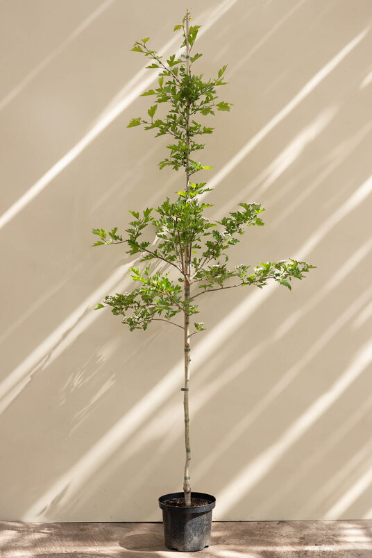 Jonge Meidoorn boom | Crataegus mordenensis 'Toba'