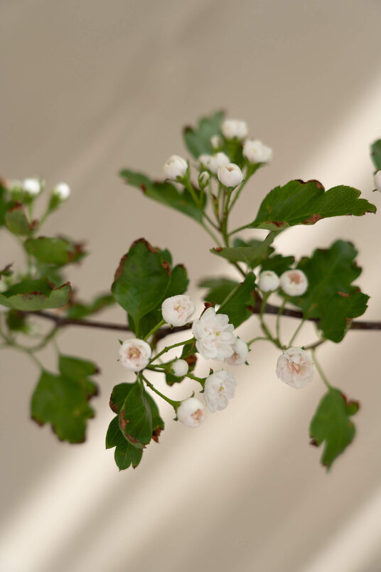 Jonge Meidoorn boom | Crataegus mordenensis 'Toba'