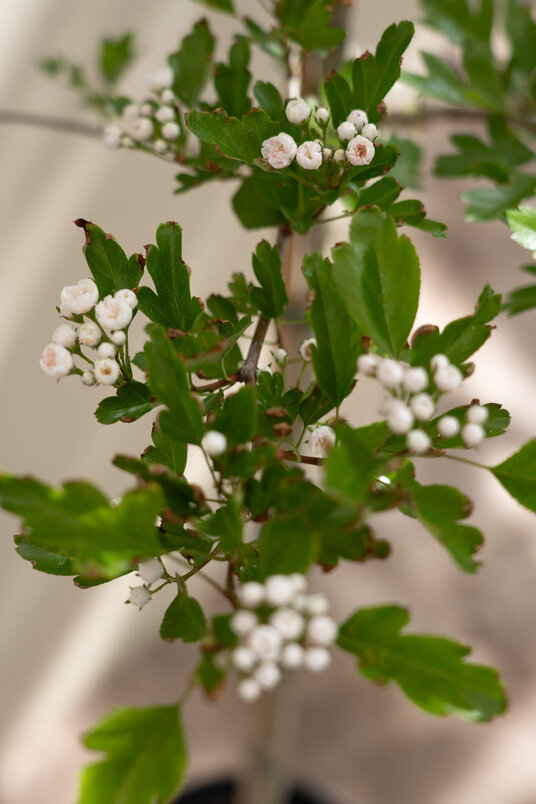 Jonge Meidoorn boom | Crataegus mordenensis 'Toba'