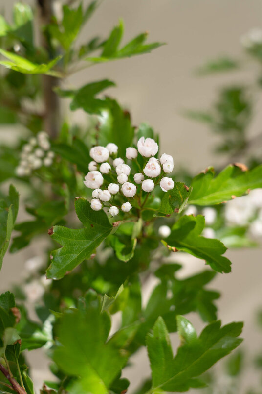 Jonge Meidoorn boom | Crataegus mordenensis 'Toba'