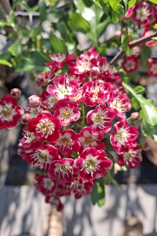 Young English Hawthorn Tree | Crataegus laevigata 'Crimson Cloud'