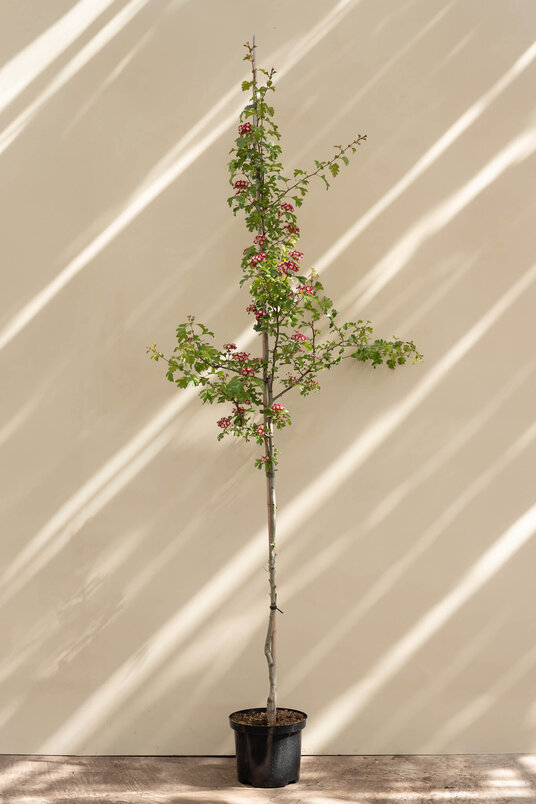 Junger Englischer Weißdornbaum | Crataegus laevigata 'Crimson Cloud'