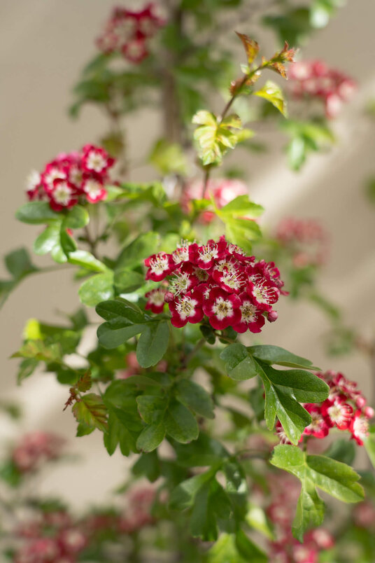 Junger Englischer Weißdornbaum | Crataegus laevigata 'Crimson Cloud'