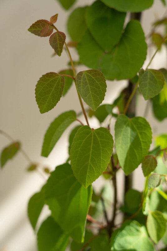 Young Katsura Tree | Cercidiphyllum japonicum