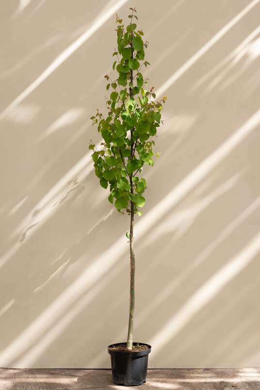 Young Katsura Tree | Cercidiphyllum japonicum