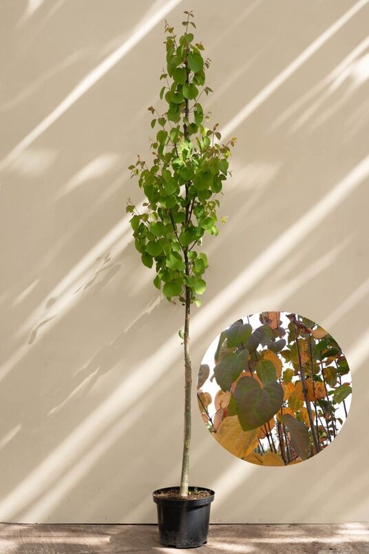 Young Katsura Tree | Cercidiphyllum japonicum