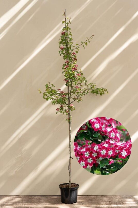 Junger Englischer Weißdornbaum | Crataegus laevigata 'Crimson Cloud'
