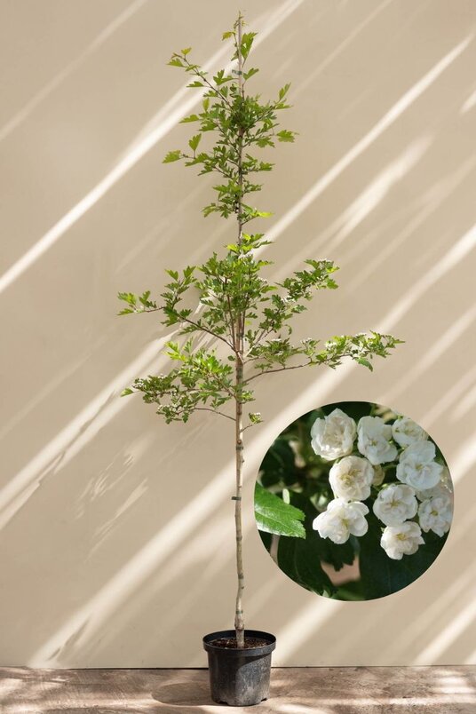 Jonge Meidoorn boom | Crataegus mordenensis 'Toba'