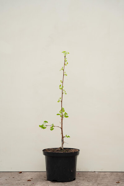 Jonge Japanse Notenboom | Ginkgo biloba 'Princeton Centry’