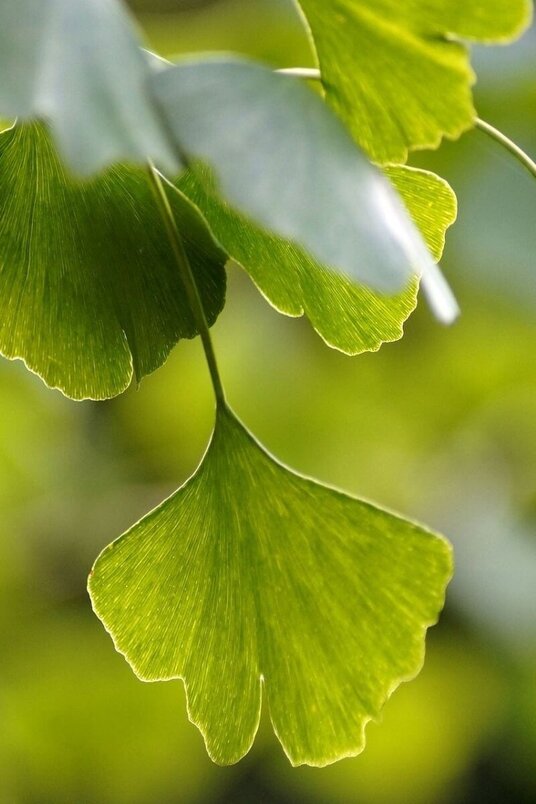 Young Japanese Nut Tree | Ginkgo biloba 'Princeton Centry’