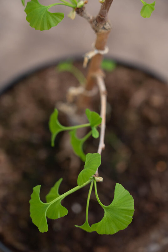 Junger Japanischer Nussbaum | Ginkgo biloba 'Princeton Centry’