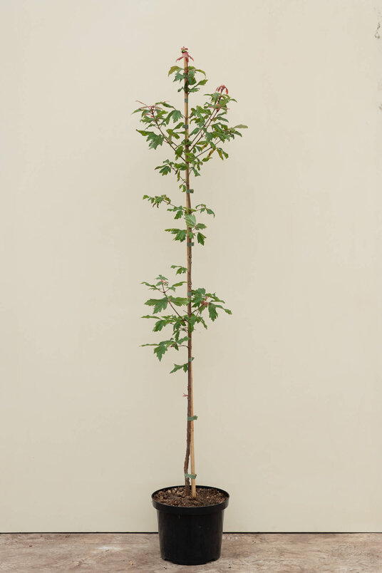 Junge Papier-Ahorn | Acer griseum